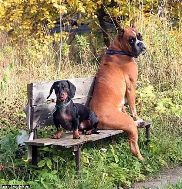 Sharing The Bench