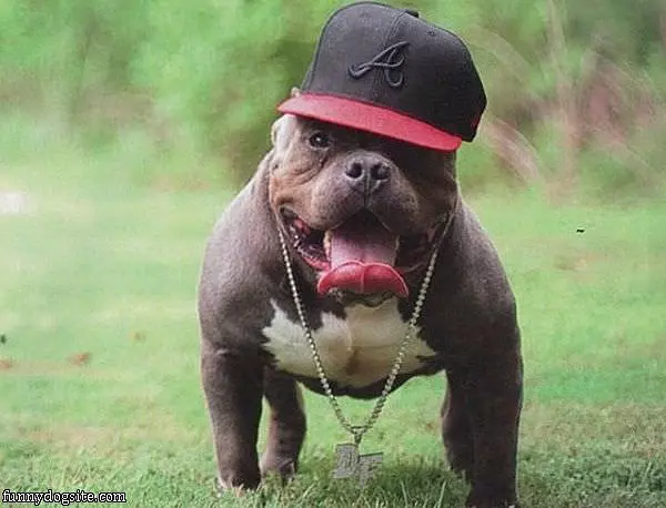 Cool Dog Is Cool