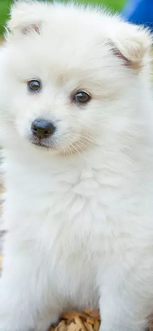 Japanese Spitz