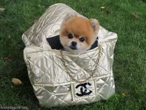 I Has A Purse