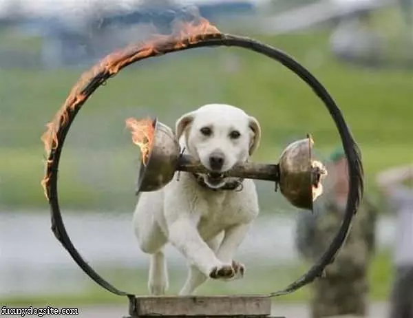 Obstacle Dog