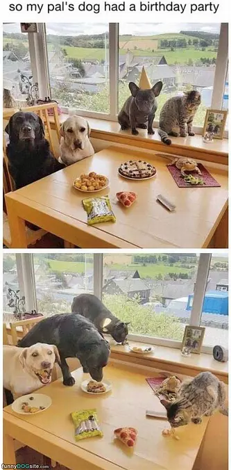 Dog Having A Birthday Party