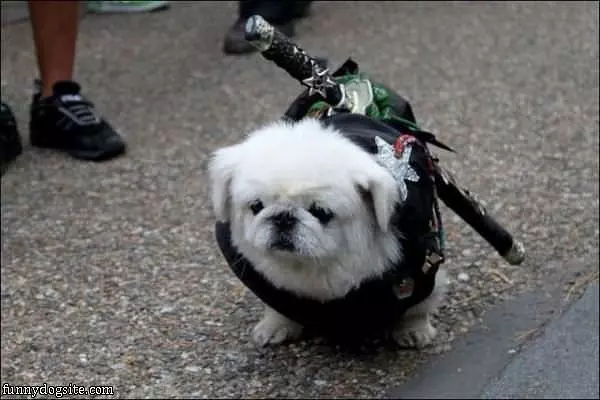 Ninja Dog