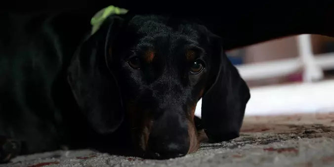 Transylvanian Hound close up