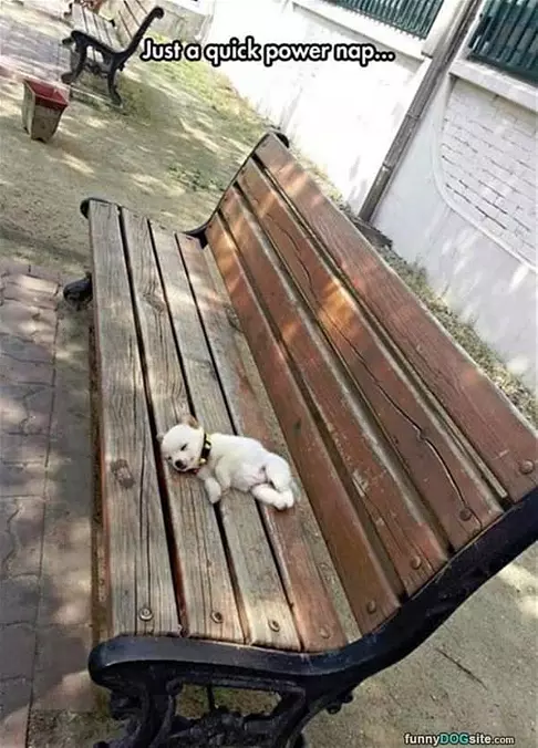 A Quick Power Nap