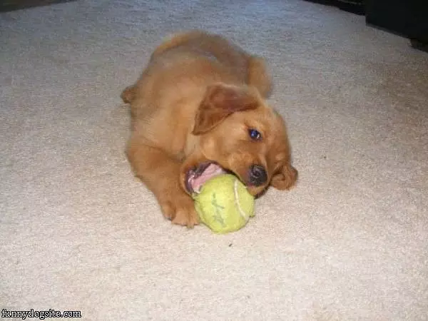 Nom Nom Nom Ball