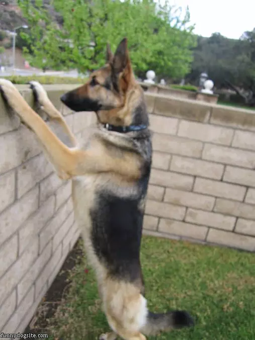 On The Lookout