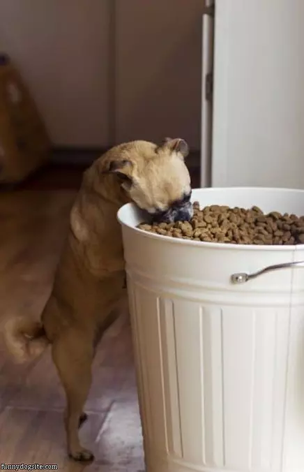 Nom Nom Nom I Will Eat It All