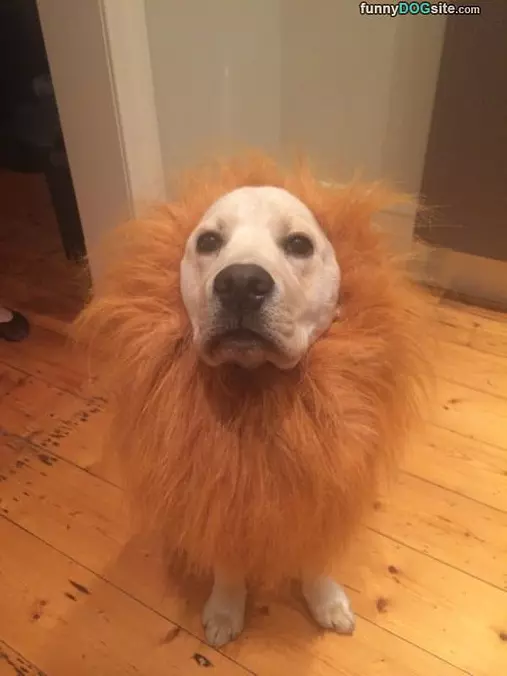Lion Dog