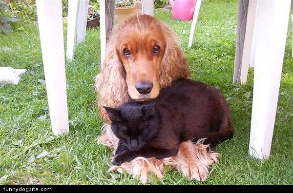 Sleeping With The Enemy
