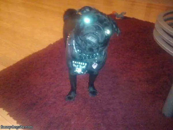 Laser Eyes Pug