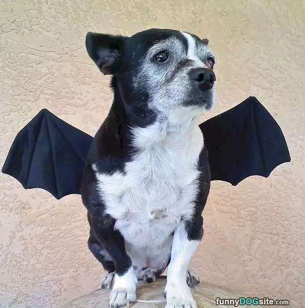 Bat Dog