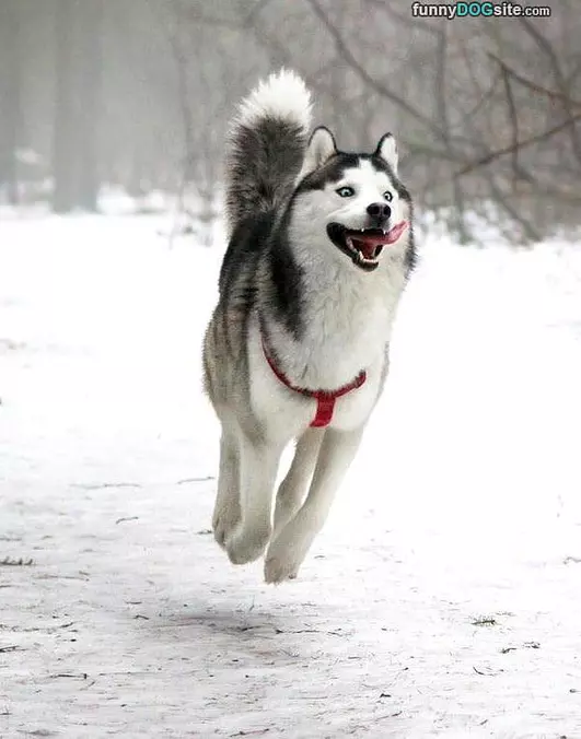 Jumping For Joy