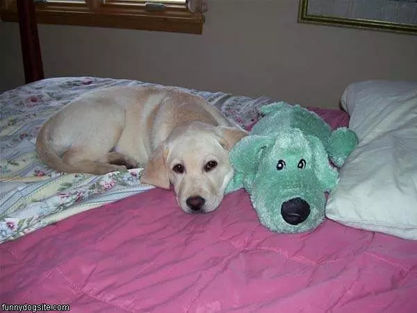 Buddies