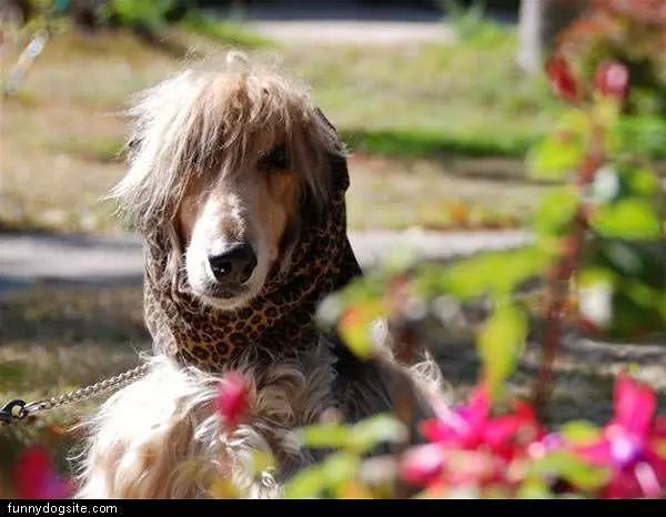 Head Scarf