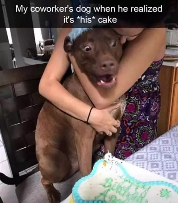 This Is My Cake Wowowowow
