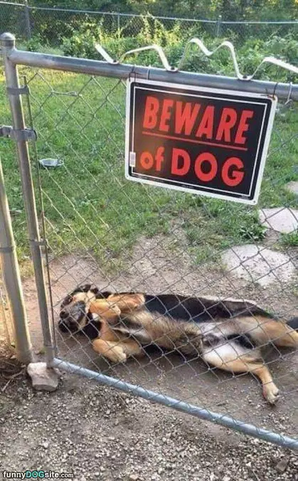 The Dog Wants Pets