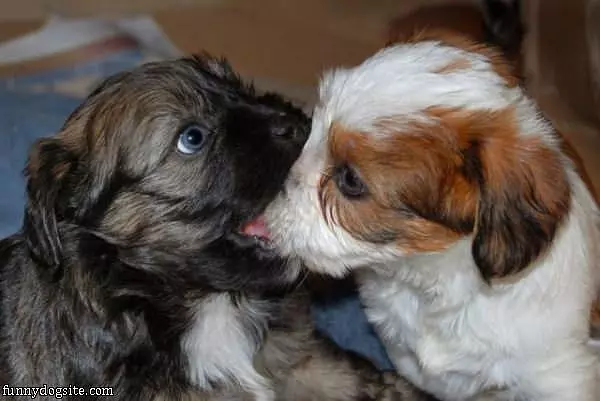 Nom Nom Nom