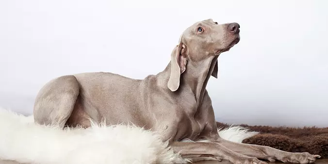 Weimaraner