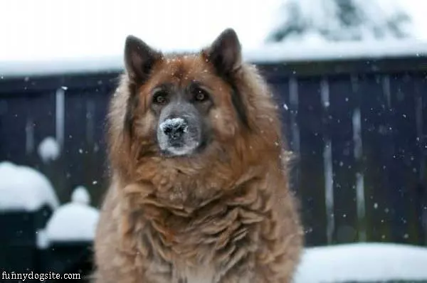 Snow Nose