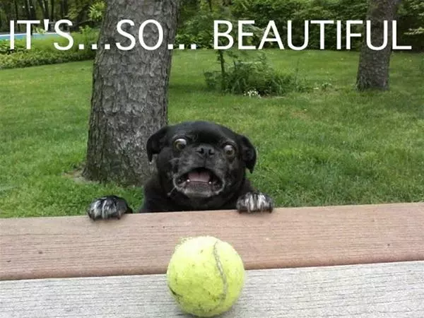 Pug Is Impressed