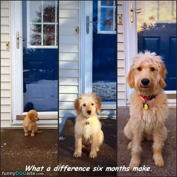 Only 6 Months Of Puppy