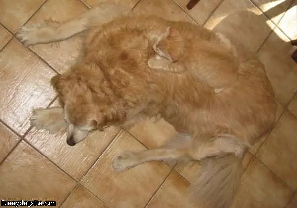 Im A Bed