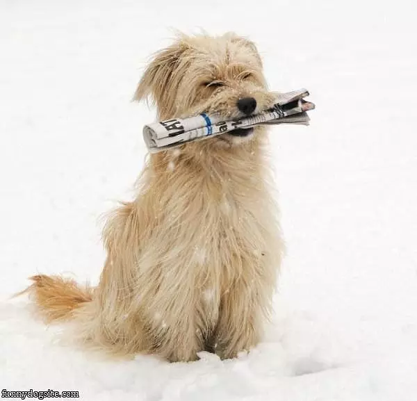 I Fetched It