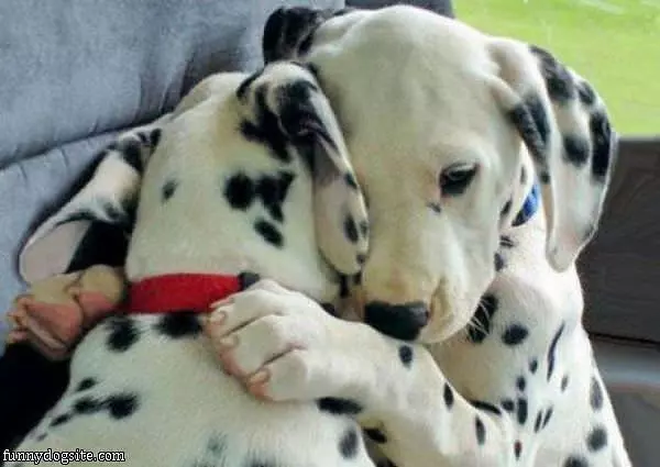 Dog Hug