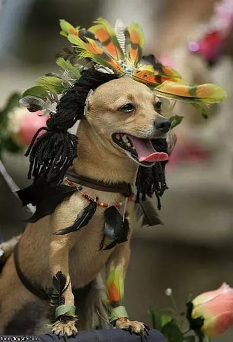 Nice Dog Costume