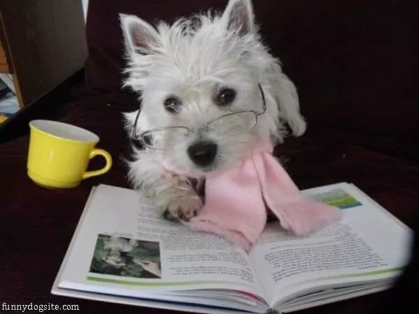 This Dog Is Smart