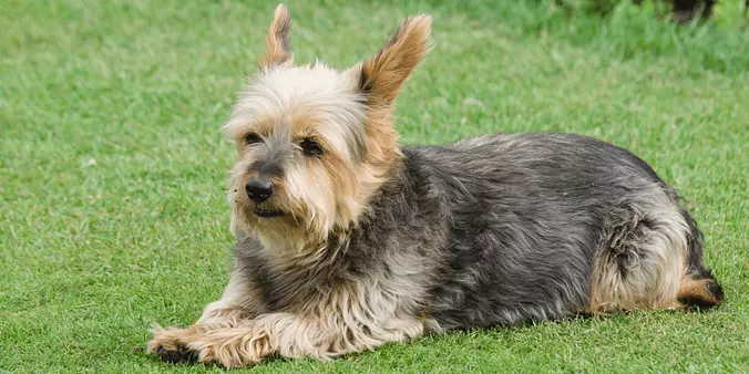 Australian Terrier puppy