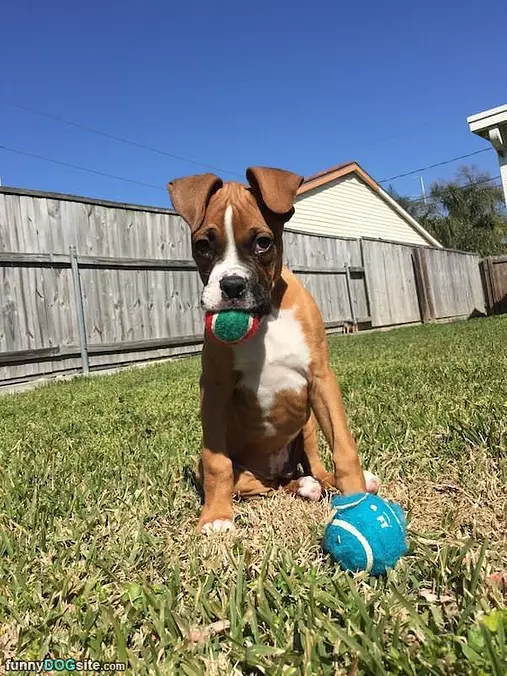 Lets Play Some Fetch