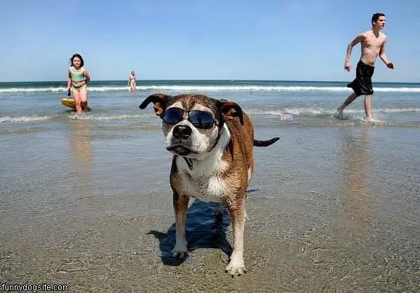 Cool Beach Dog
