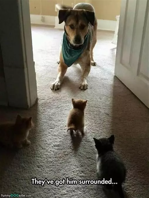 Got Him Surrounded