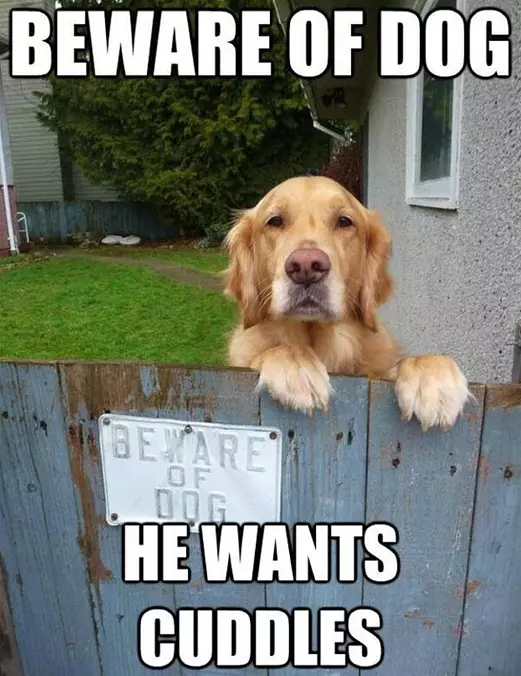 Beware Of Dog