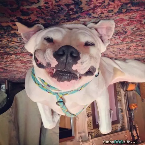 Big Huge Smiles