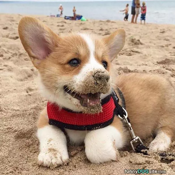 Sandy Day