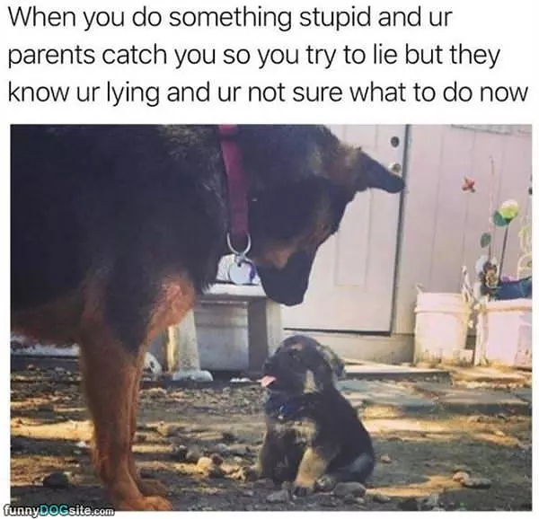 Do Something Stupid