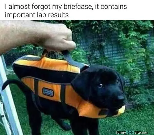 Important Lab Results