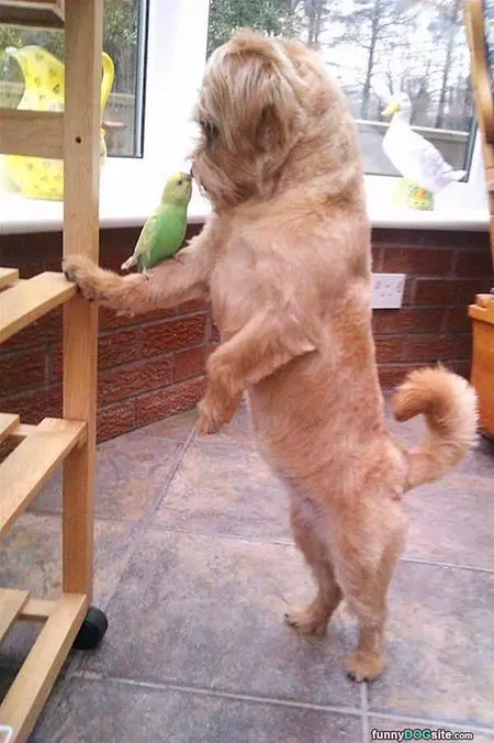 I Love This Little Bird