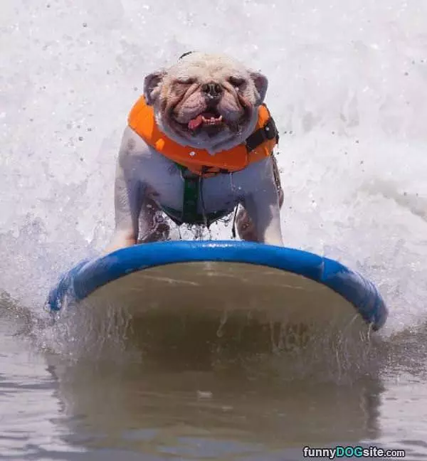 Surfing Dog