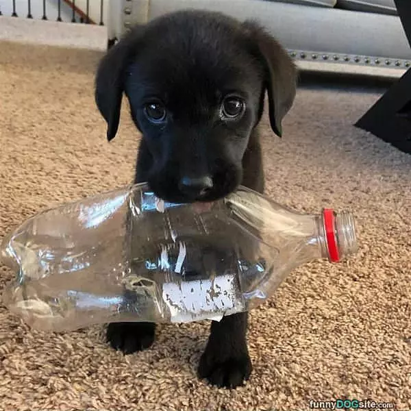 Nommm Nom Nom
