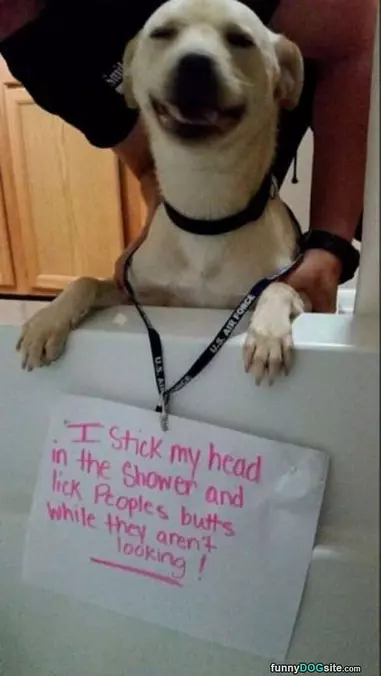 Dog Does Weird Things