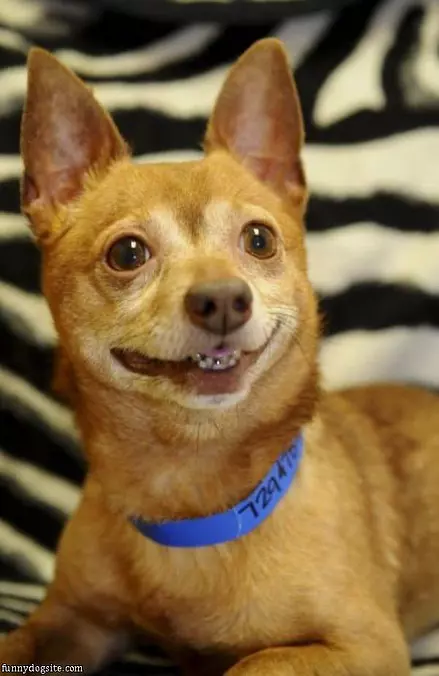 A Little Smiler