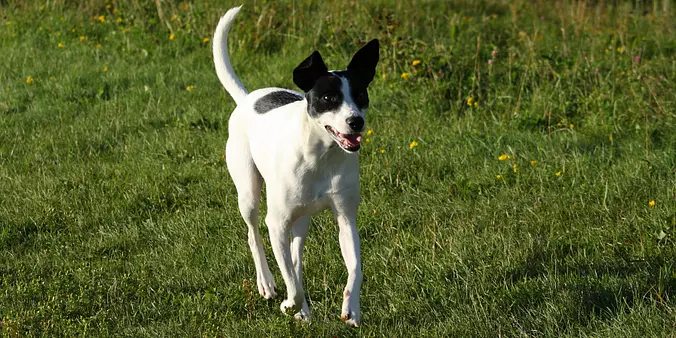 Rat Terrier