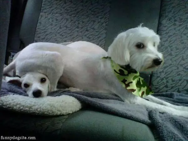 Comfy Seat