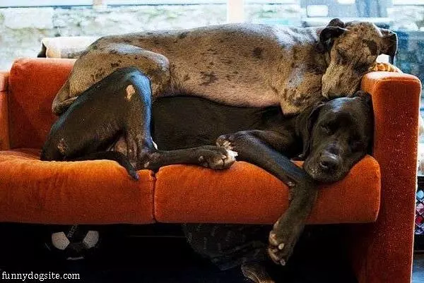 My Comfy Bed