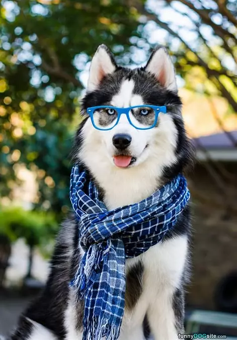 My Glasses
