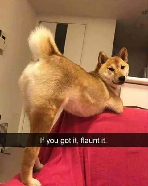 If You Got It Flaunt It